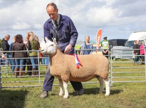 Day six – Pentland emperor and Upper Cornquoy ewe bound for final