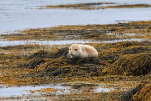 Albino gains seal of approval from Orkney colony