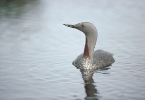 Important Orkney waters miss out on protection