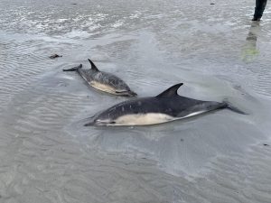 Stranded dolphins rescued from Sanday beach