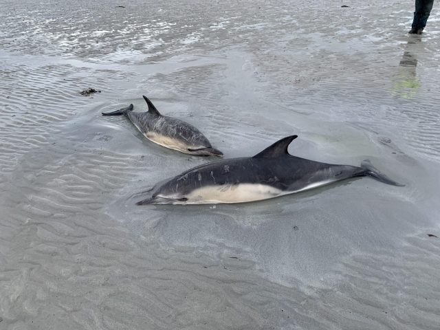 Stranded dolphins rescued from Sanday beach