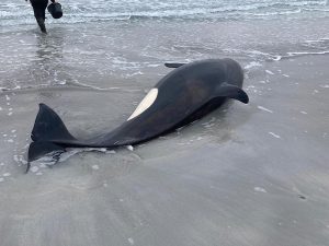 Orca rescued in Sanday