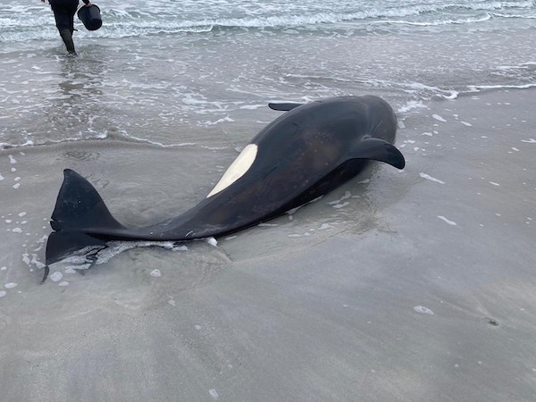 Orca rescued in Sanday