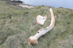 Burray fin whale saga resurfaces after bones removed from carcass