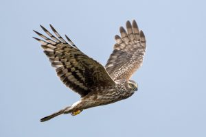 RSPB dials up bird of prey search with hen harrier hotline