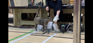 Feline finds fame after election count invasion