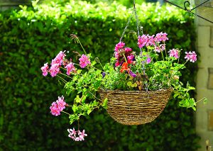 Kirkwall hanging baskets fully funded by community council
