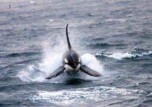Orca Watch Online invites you to view cetaceans from the comfort of your own home