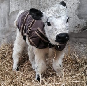 White Wyre calf is the colour of magic