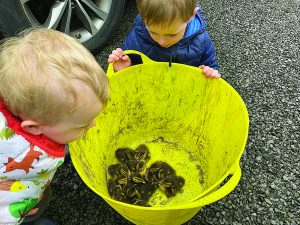 Quacking rescue mission saves 11 ducklings