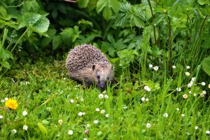 Orkney folk urged to join garden mammal survey