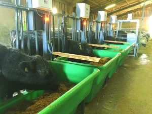 Success for Skaill farm