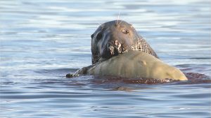 Survey launched into seal cannibalism