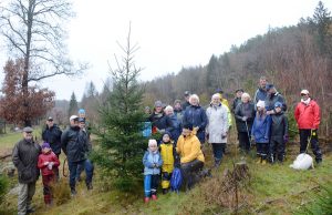 Cathedral Christmas tree to arrive shortly