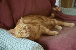 Top cat Hammy’s paw-sitive presence!