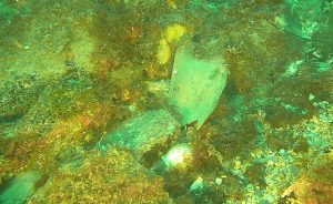 RSPB & Skate Trust to benefit from Nature Restoration Fund