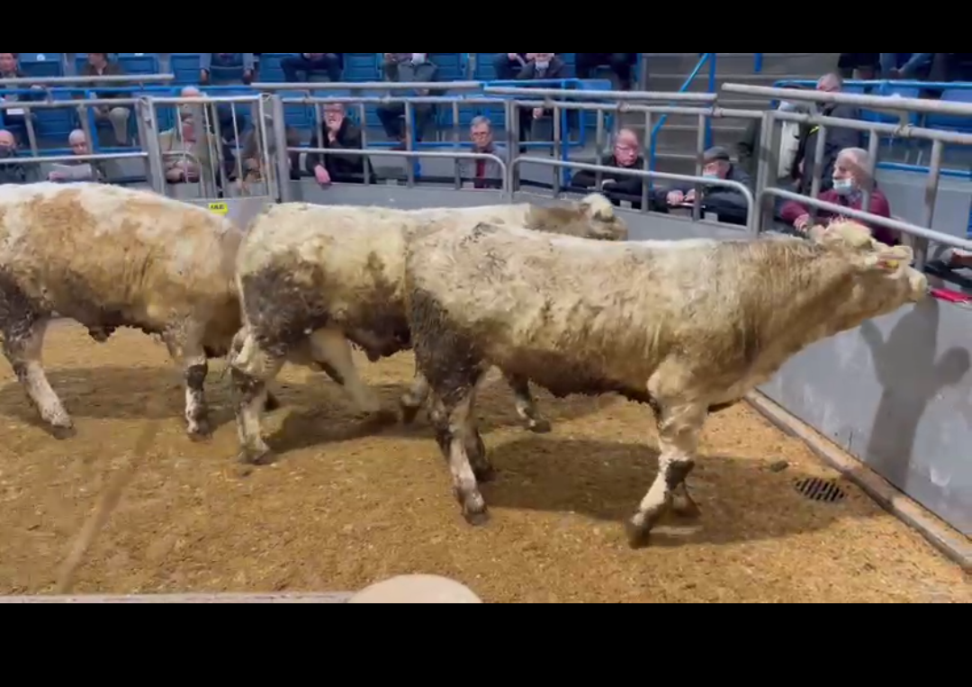 Stenness triplets raise money for Clan at Thainstone auction