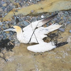 RSPB give advice on bird deaths