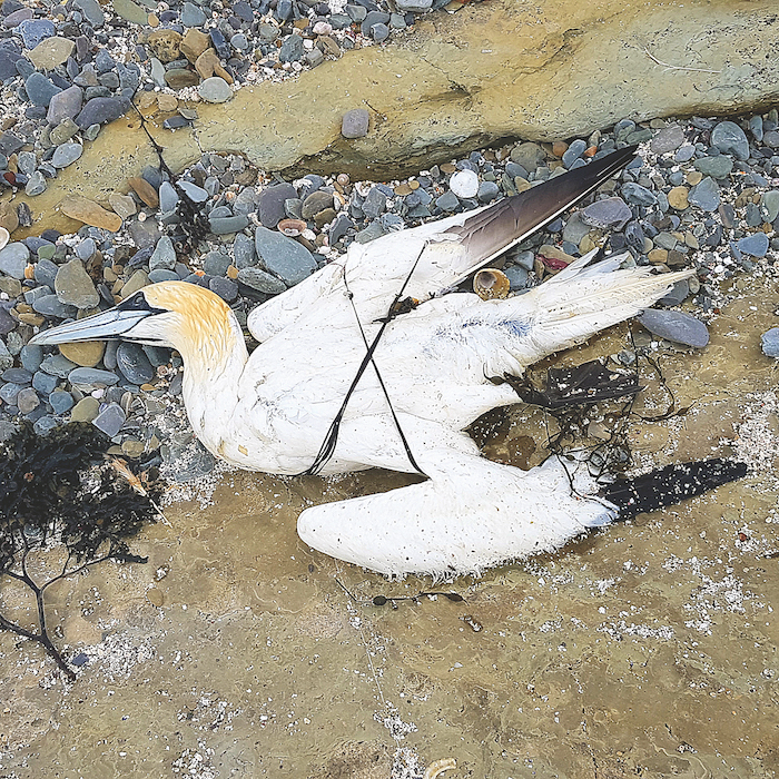 RSPB give advice on bird deaths