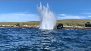 Navy carry out controlled torpedo detonation