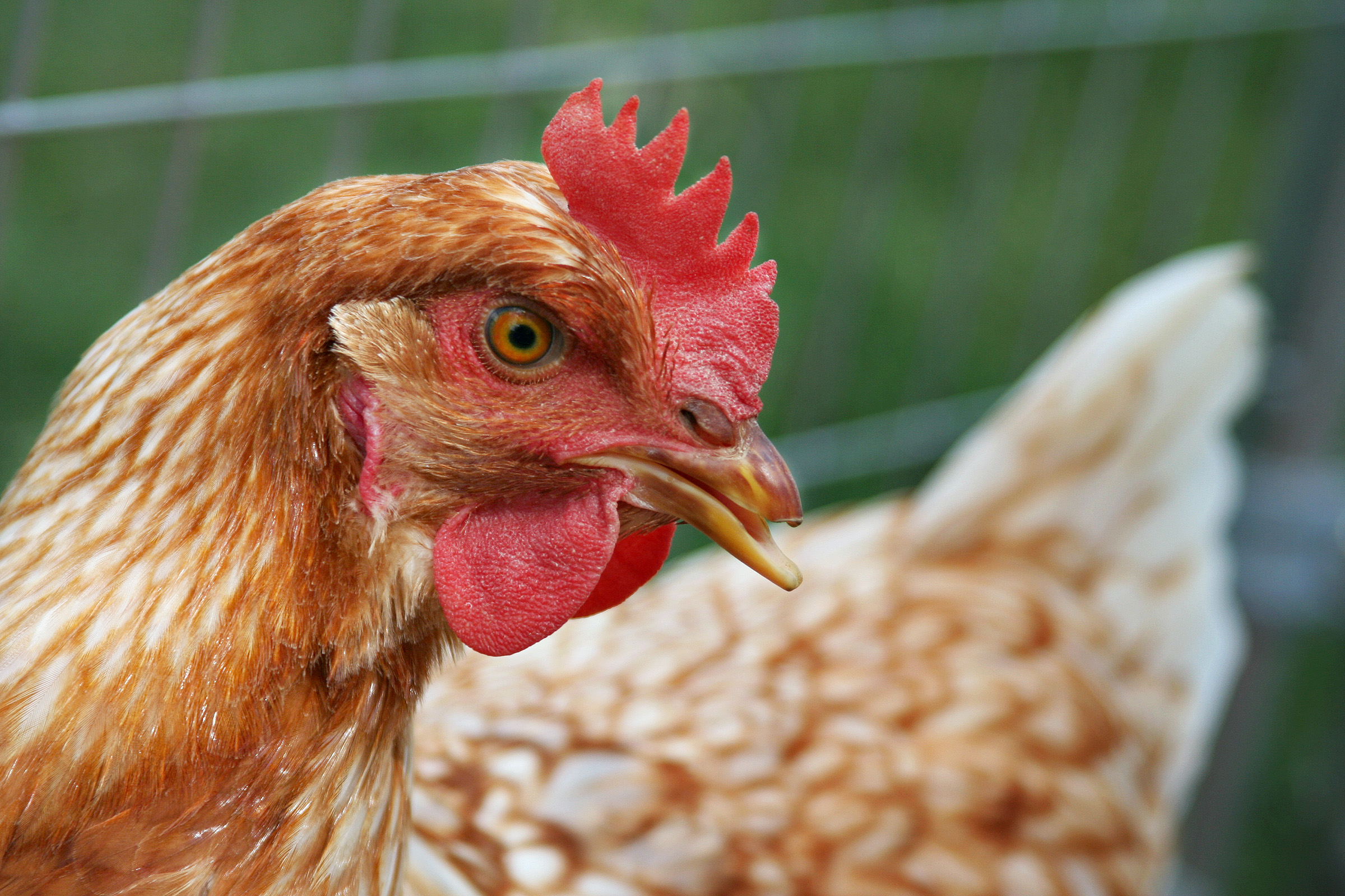 New bird flu protection measures set out
