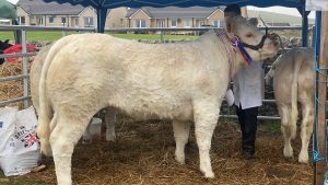 Dounby Show delights despite wet weather