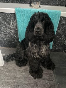 Dog theft fears grow for missing Murphy