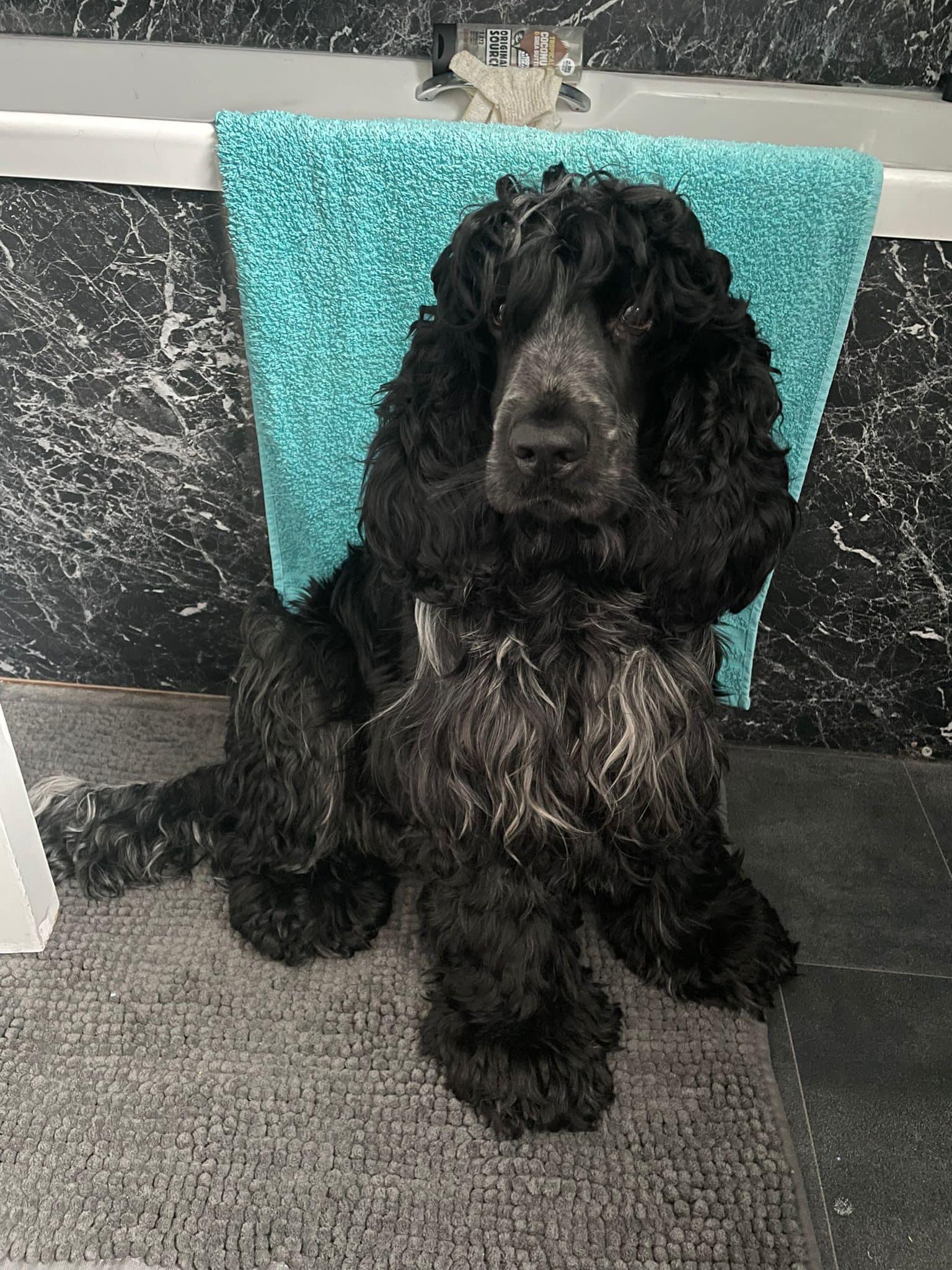 Dog theft fears grow for missing Murphy