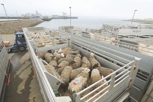 Controversial livestock transport review launched