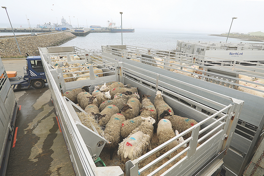 Controversial livestock transport review launched The Orcadian Online