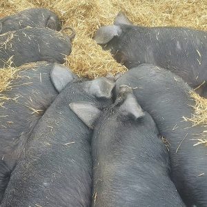 Chefs go hog wild for Sanday pork