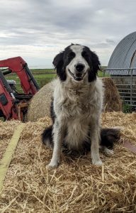 Owners appeal for missing Ola