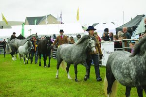 It’s Dounby Show day!
