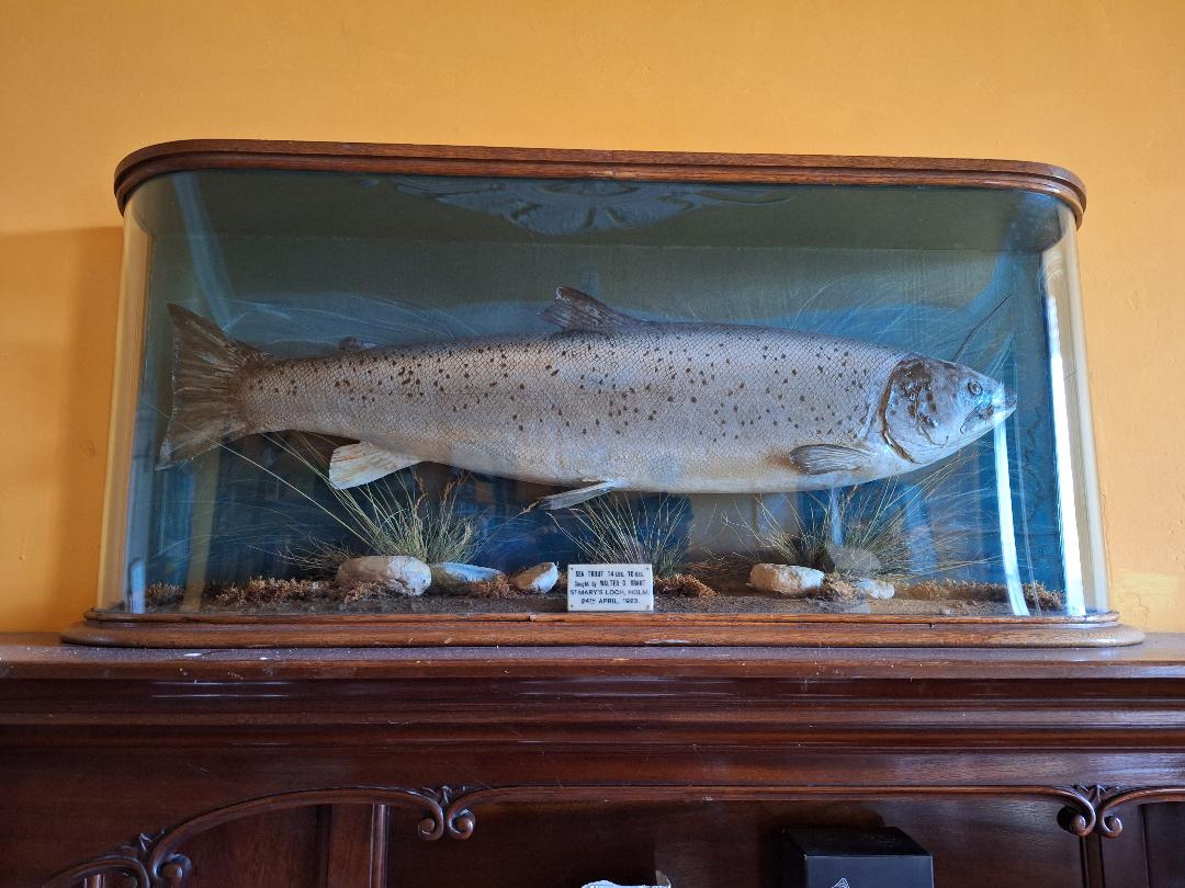 Fishy fundraiser to aid foodbanks