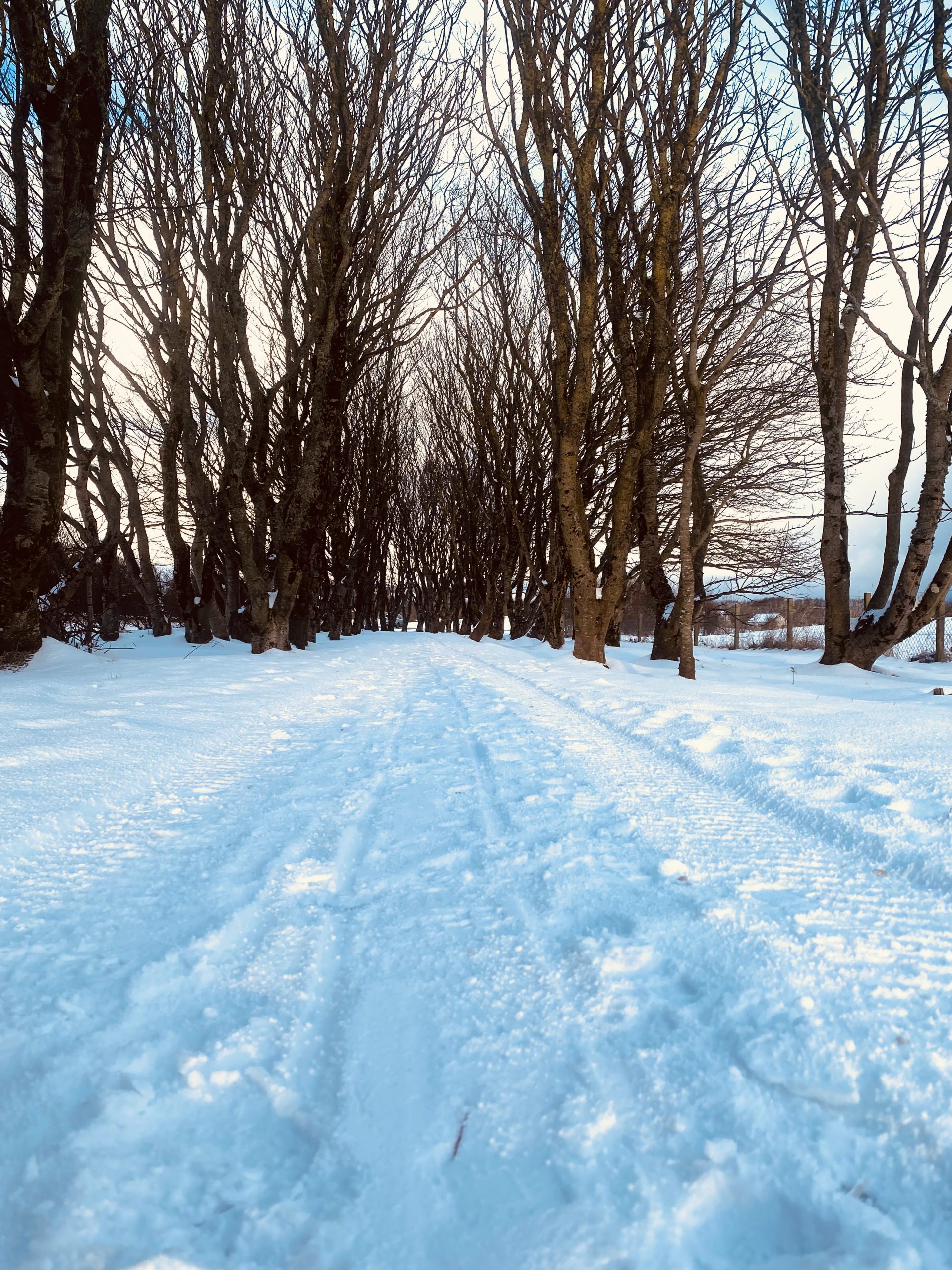 Parliament hears fuel poverty concerns as snow engulfs Orkney