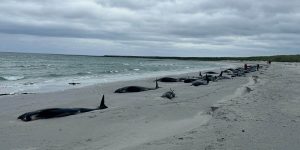 Remaining 12 pilot whales euthanised as 77 die in shocking mass stranding