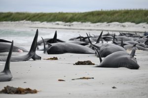 Investigators flock to Sanday after fatal stranding claims 77 whales