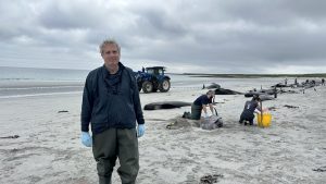 Whale stranding investigation focuses in on four females