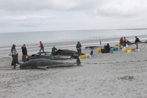 Sanday pilot whales to be laid to rest in eight grave sites