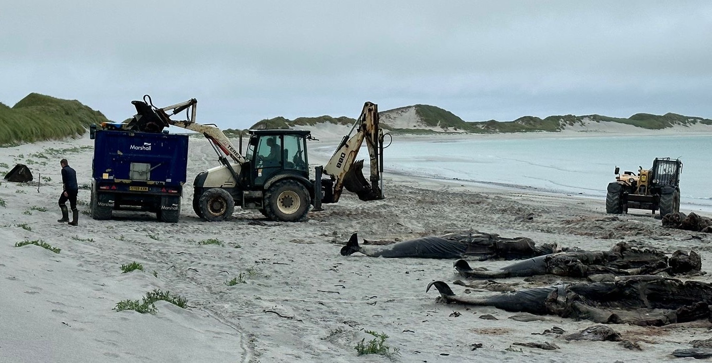 Burial of 76 whales complete as one retained to serve as memorial