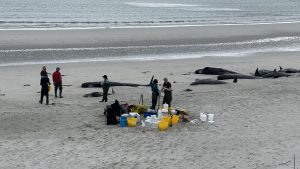 Archaeological tests to determine final resting places of Sanday whale pod