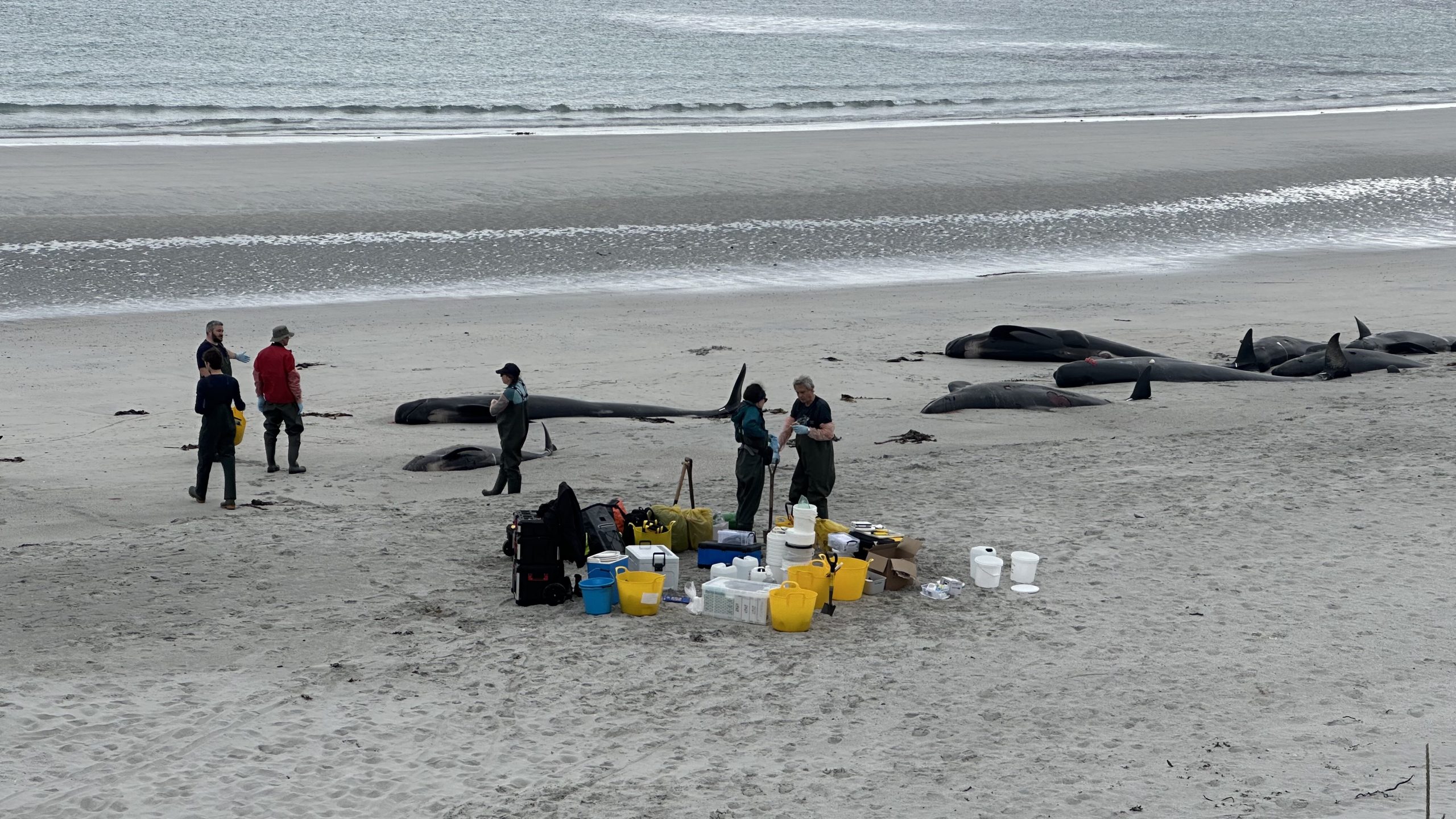 Archaeological tests to determine final resting places of Sanday whale pod