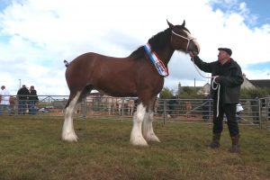 Charlotte the Clydesdale claims champion spot in the ‘Hope