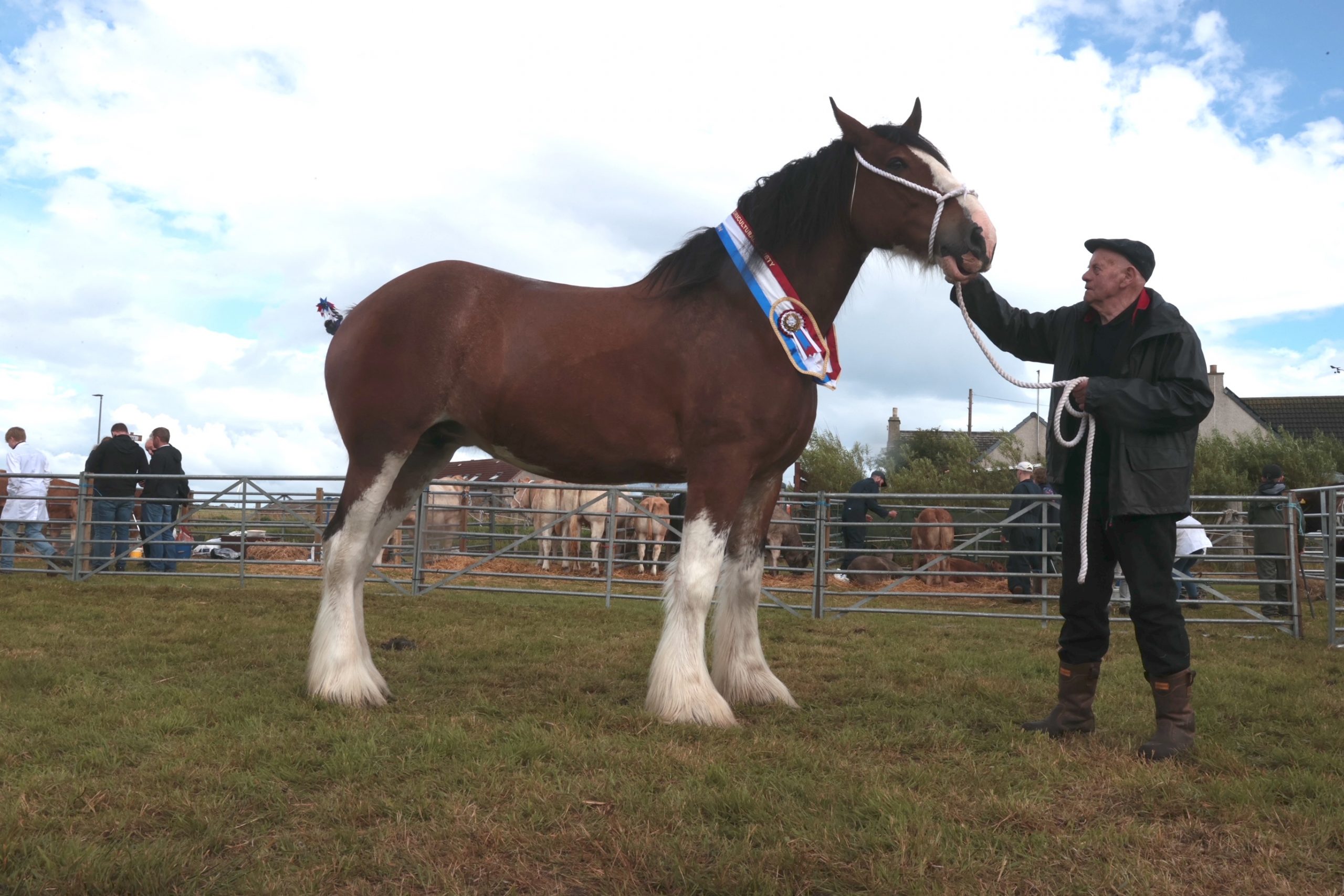 Charlotte the Clydesdale claims champion spot in the ‘Hope