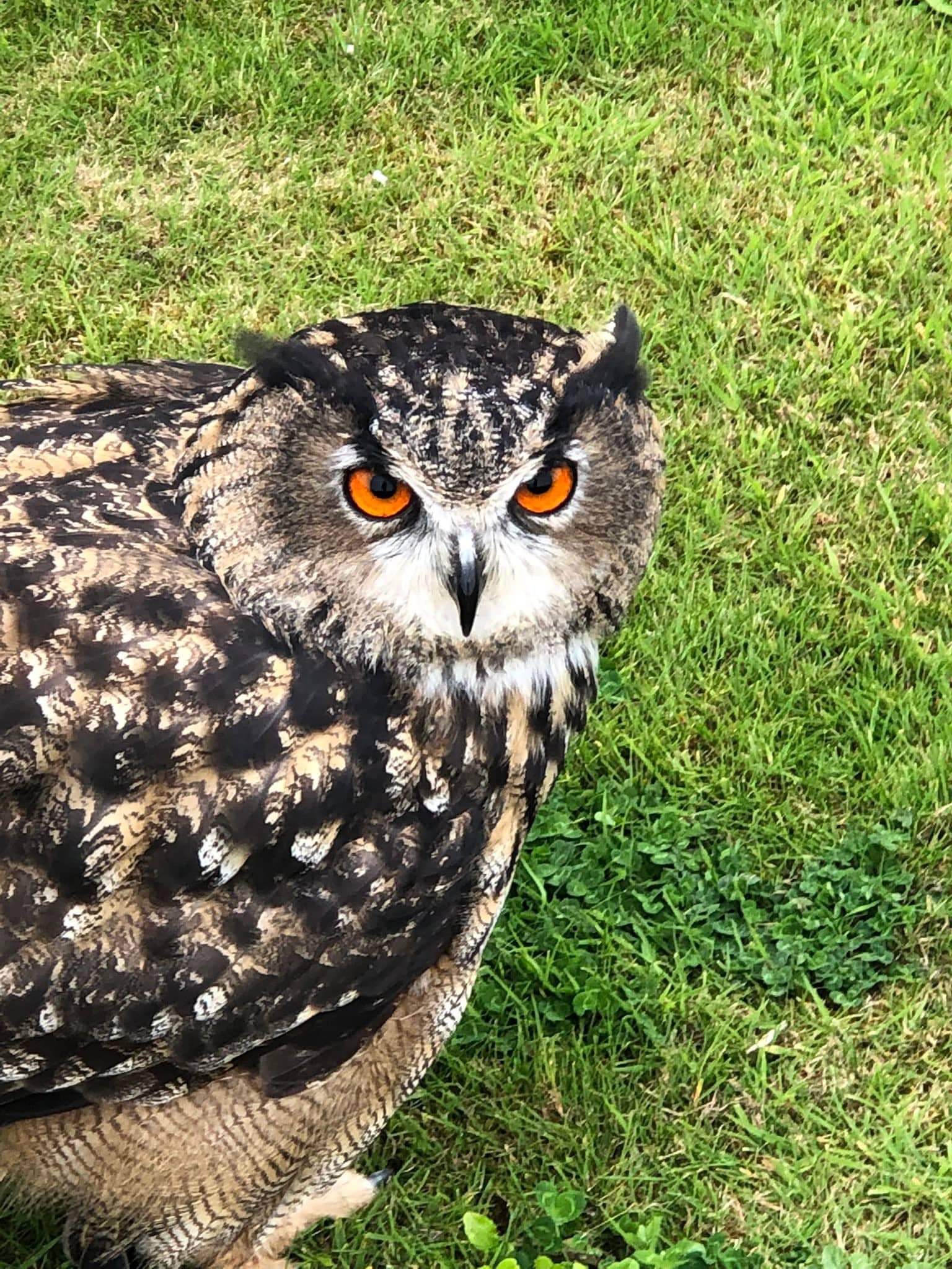 Eyes on the skies and feet on ground in the search for missing owl