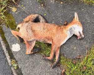 Investigation under way after dead fox discovery