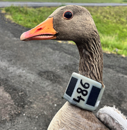 Appeal for help as geese fitted with GPS collars as part of new project