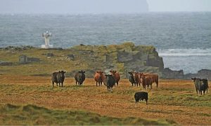 Landward makes stars of Swona cattle