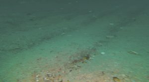 Dredger ‘devastation’ condemned by scallop divers