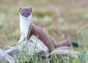 Stoat scheme ‘nuclear option’ revealed